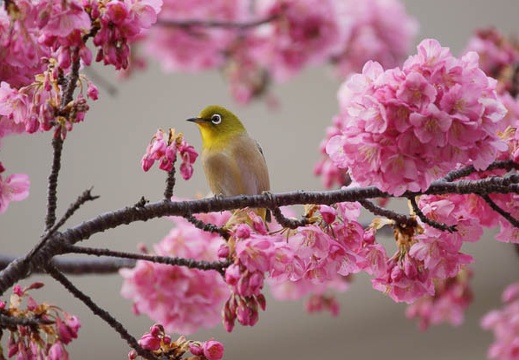 03.16 第22回 伊豆河津桜まつり
