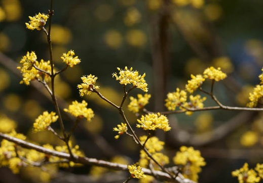 201203191125-DSC08503.jpg
