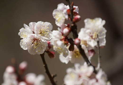 201203191135-DSC08533.jpg