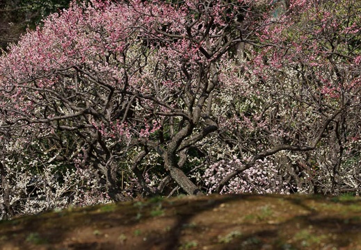 03.19 小石川後楽園