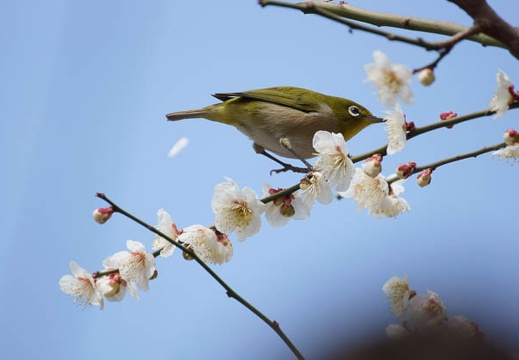 201203191235-DSC08730.jpg
