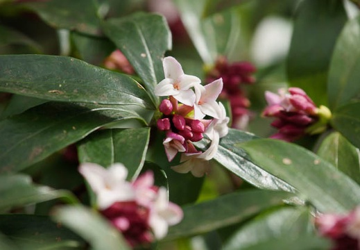 201203191250-DSC08835.jpg