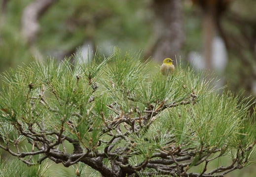 201203191319-DSC08899.jpg