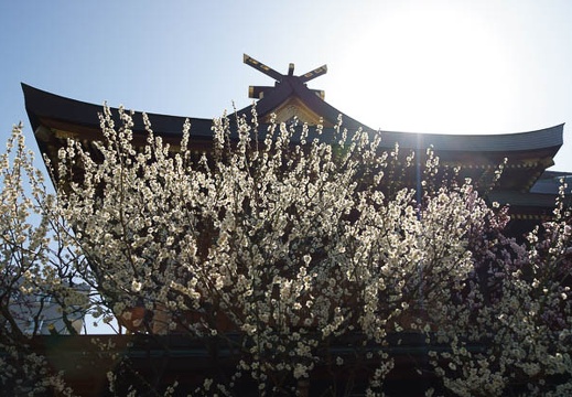 201203201018-DSC08987.jpg