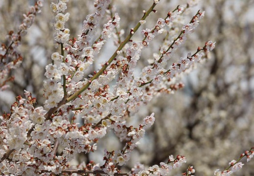 201203201051-DSC09040.jpg