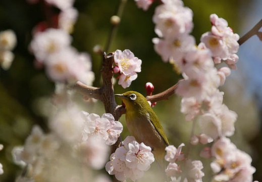 201203201118-DSC09123.jpg