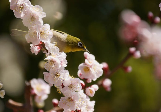 201203201118-DSC09126.jpg