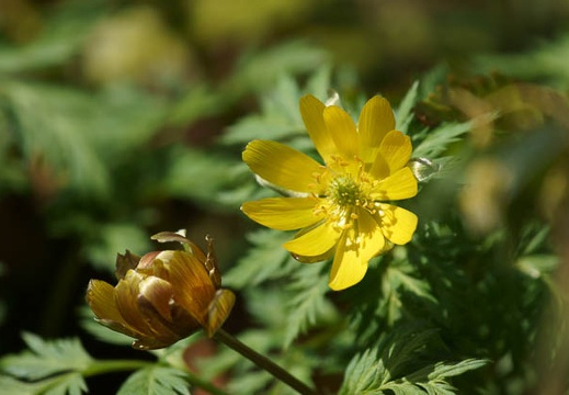 201203201132-DSC09244.jpg