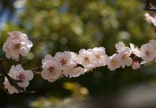 201203201153-DSC09317.jpg