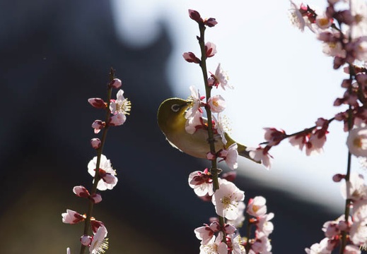 201203201202-DSC09338.jpg