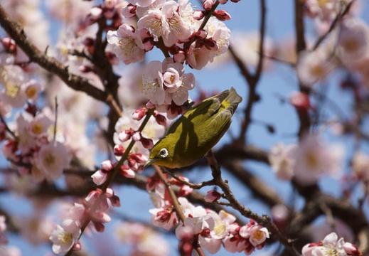 201203201209-DSC09430.jpg