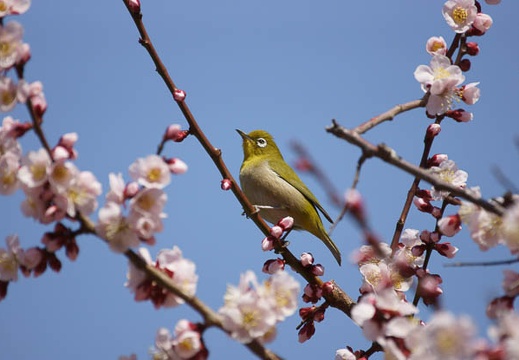 201203201210-DSC09448.jpg