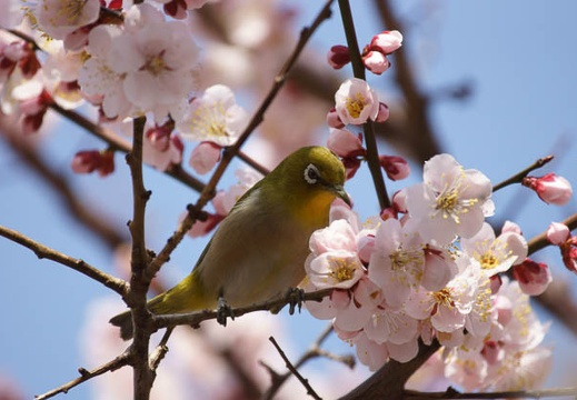 201203201236-DSC09533.jpg