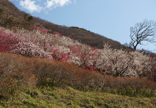201203210910-DSC09901.jpg