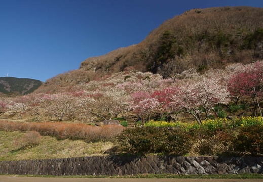 201203210911-DSC09903.jpg
