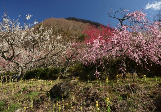 201203210912-DSC09907.jpg