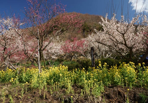 201203210914-DSC09910.jpg
