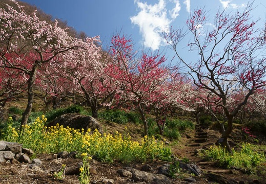 201203210915-DSC09913.jpg