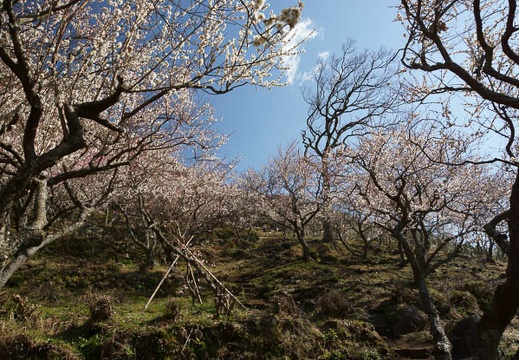 201203210917-DSC09916.jpg