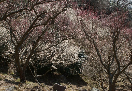 201203211022-DSC00012.jpg
