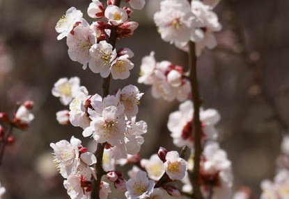 201203211039-DSC00032.jpg