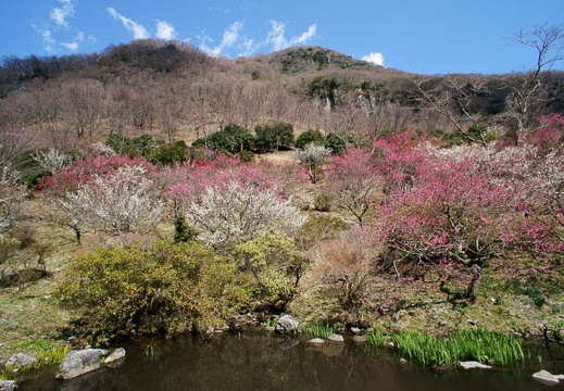 03.21 第17回 湯河原梅林 梅の宴