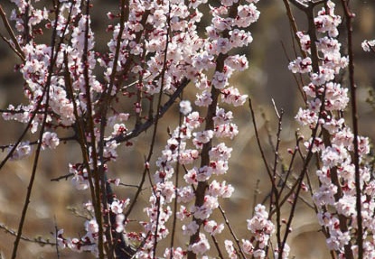 201203250943-DSC00832.jpg