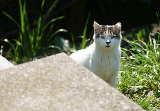 201203250953-DSC00859.jpg