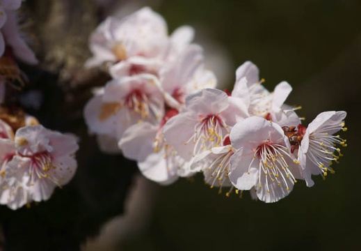 201203251019-DSC00882.jpg