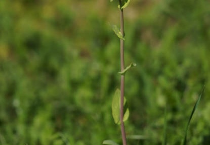 201203251026-DSC00886.jpg