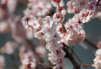 201203251030-DSC00890.jpg