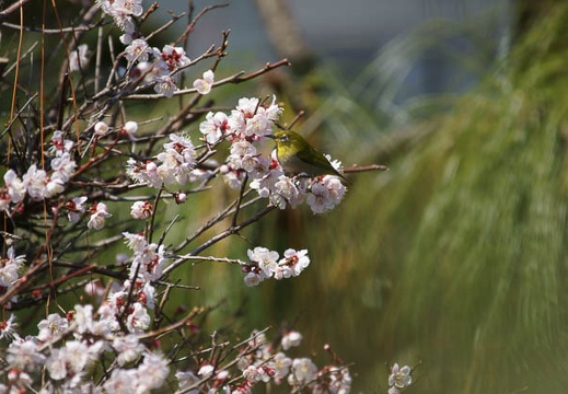 201203251111-DSC00941.jpg