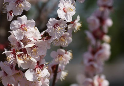 201203251125-DSC00966.jpg