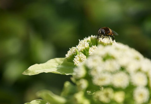 201203251145-DSC01005.jpg