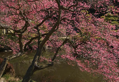201203270909-DSC01079.jpg