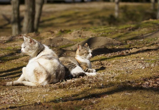201203270917-DSC01100.jpg