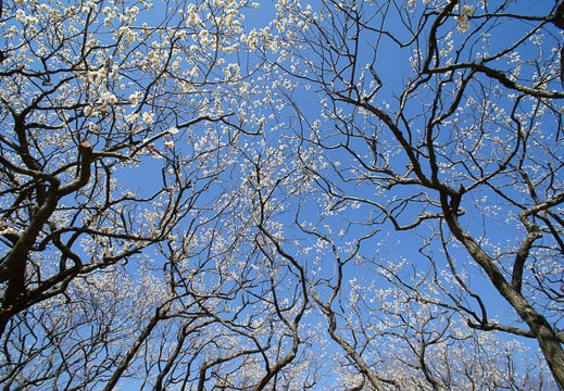 201203270924-DSC05287N.jpg