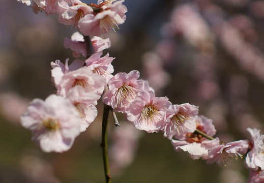 201203270957-DSC01160.jpg