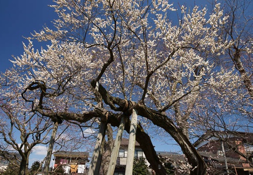 201203271019-DSC01209.jpg