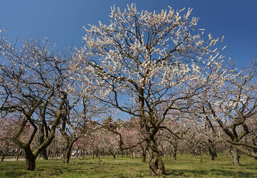 201203271031-DSC01229.jpg