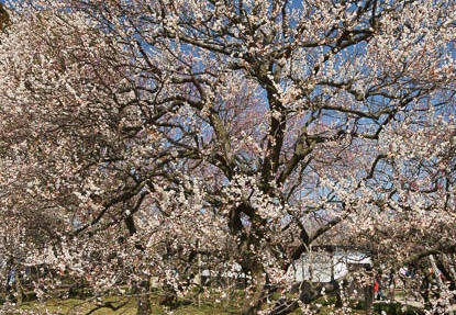 03.27 偕楽園