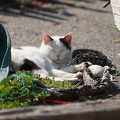 201203291432-DSC02466.jpg