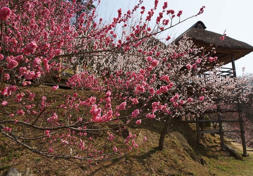 201204020930-DSC03125.jpg