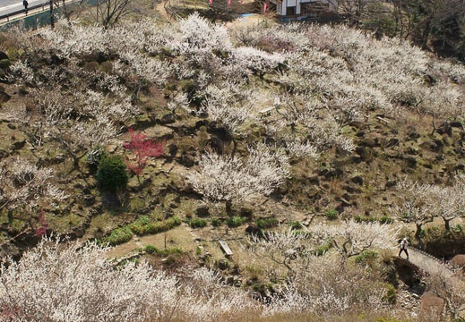 201204021005-DSC03182.jpg