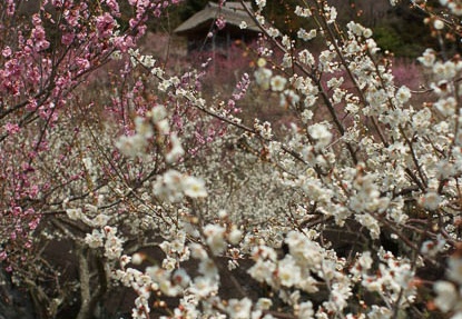 201204021059-DSC03278.jpg