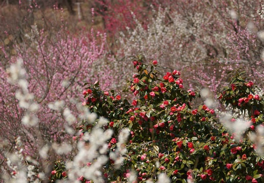 201204021113-DSC03302.jpg