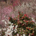 201204021113-DSC03302.jpg