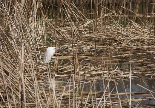 201204021311-DSC03402.jpg