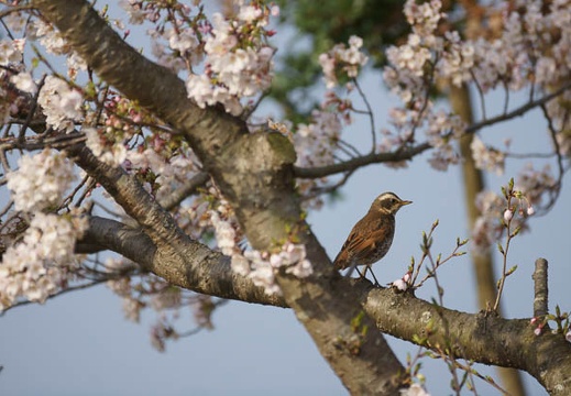201204050724-DSC03669.jpg