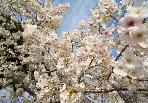 201204050730-DSC05712N.jpg